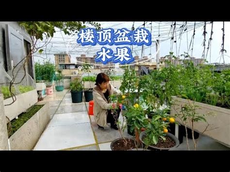 頂樓適合種什麼|請問各位前輩，頂樓大露台可以種什麼植物？